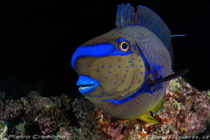 Blue tang by Pietro Cremone 
